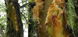 Attēlu rezultāti vaicājumam “Sarcodontia crocea”