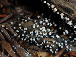 Attēlu rezultāti vaicājumam “Physarum globuliferum spores”