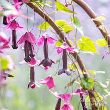 Image result for Rhodochiton atrosanguineum