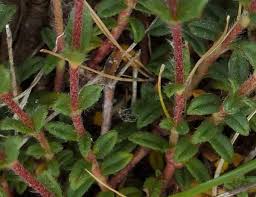 Attēlu rezultāti vaicājumam “Helianthemum nummularium leaf”
