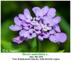 Image result for Iberis umbellata