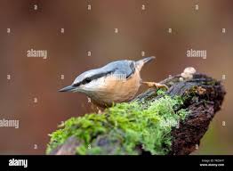 Attēlu rezultāti vaicājumam “Sitta europaea male”