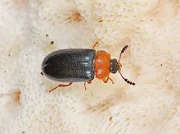 Attēlu rezultāti vaicājumam “Tetratoma fungorum”