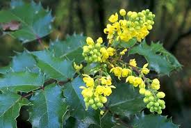 Attēlu rezultāti vaicājumam “Mahonia aquifolium”