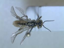 Attēlu rezultāti vaicājumam “Rhogogaster picta”