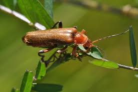 Attēlu rezultāti vaicājumam “Cantharis livida”