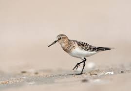 Image result for Calidris bairdii