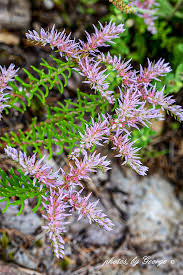 Attēlu rezultāti vaicājumam “Sedum hispanicum flower”
