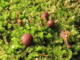 Attēlu rezultāti vaicājumam “Lycogala botrydium”