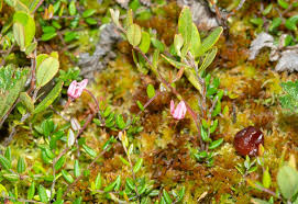 Attēlu rezultāti vaicājumam “Oxycoccus microcarpus”