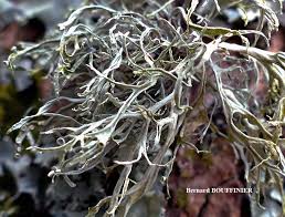 Attēlu rezultāti vaicājumam “Ramalina calicaris”