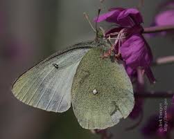 Attēlu rezultāti vaicājumam “Colias palaeno male”