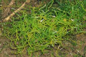 Attēlu rezultāti vaicājumam “Chlorophyta”