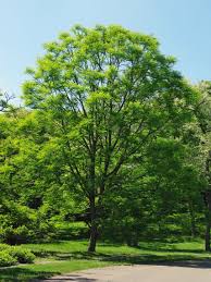 Attēlu rezultāti vaicājumam “Gymnocladus dioicus”