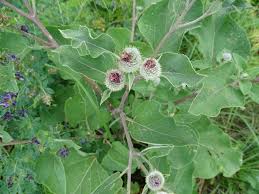Attēlu rezultāti vaicājumam “Arctium tomentosum”