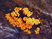 Attēlu rezultāti vaicājumam “Badhamia utricularis spores”