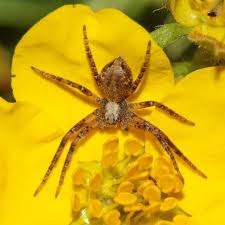 Attēlu rezultāti vaicājumam “Philodromus sp.”