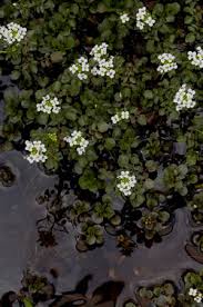 Image result for Rorippa nasturtium-aquaticum