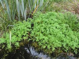 Attēlu rezultāti vaicājumam “Oenanthe aquatica”