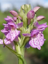 Attēlu rezultāti vaicājumam “Dactylorhiza majalis subsp. baltica bud”