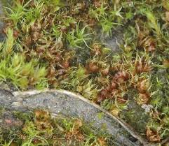 Attēlu rezultāti vaicājumam “Ephemerum serratum”