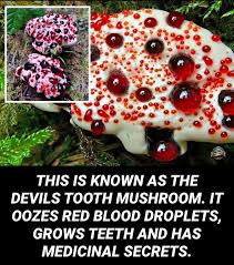 Attēlu rezultāti vaicājumam “Hydnellum sp.”