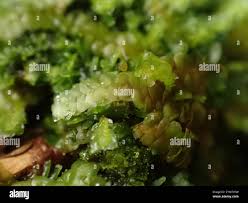 Attēlu rezultāti vaicājumam “Calypogeia integristipula”