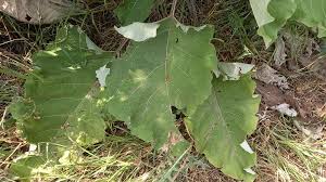 Attēlu rezultāti vaicājumam “Arctium lappa leaf”