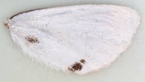 Attēlu rezultāti vaicājumam “Euproctis similis imago”