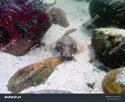 Image result for Myoxocephalus scorpioides