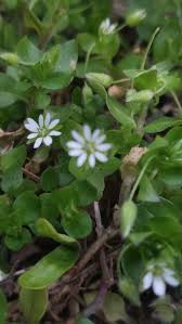 Attēlu rezultāti vaicājumam “Stellaria media”