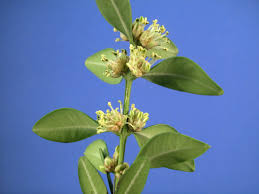 Attēlu rezultāti vaicājumam “Buxus sempervirens flower”
