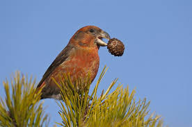 Attēlu rezultāti vaicājumam “Loxia pytyopsittacus male”