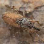 Attēlu rezultāti vaicājumam “Brachonyx pineti”