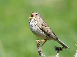 Image result for Emberiza calandra
