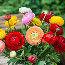Attēlu rezultāti vaicājumam “Ranunculus mendax flower”