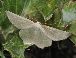 Attēlu rezultāti vaicājumam “Thalera fimbrialis”