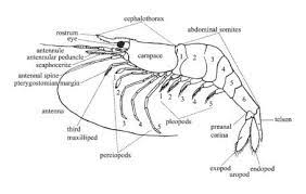 Attēlu rezultāti vaicājumam “Crustacea”