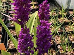 Attēlu rezultāti vaicājumam “Dactylorhiza cruenta flower”