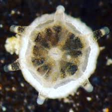 Attēlu rezultāti vaicājumam “Trachyspora intrusa”