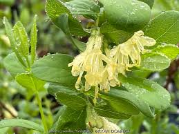 Attēlu rezultāti vaicājumam “Lonicera caerulea var. pallasii flower”