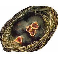 Attēlu rezultāti vaicājumam “nest”