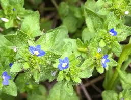 Attēlu rezultāti vaicājumam “Veronica arvensis flower”