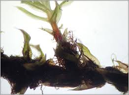 Attēlu rezultāti vaicājumam “Bryum pseudotriquetrum”