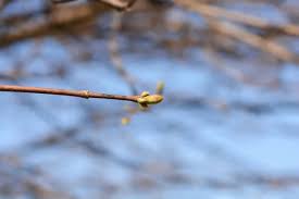 Attēlu rezultāti vaicājumam “Pyrus communis bud”