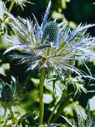 Attēlu rezultāti vaicājumam “Eryngium maritimum”