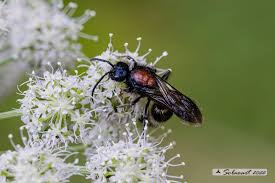 Attēlu rezultāti vaicājumam “Mutilla europaea”