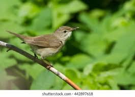 Attēlu rezultāti vaicājumam “Acrocephalus dumetorum”