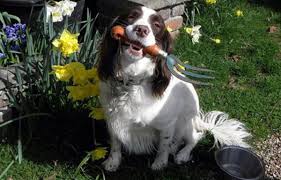 Image result for Leeds Mad Dogs