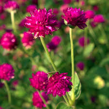 Image result for Kugelamarant